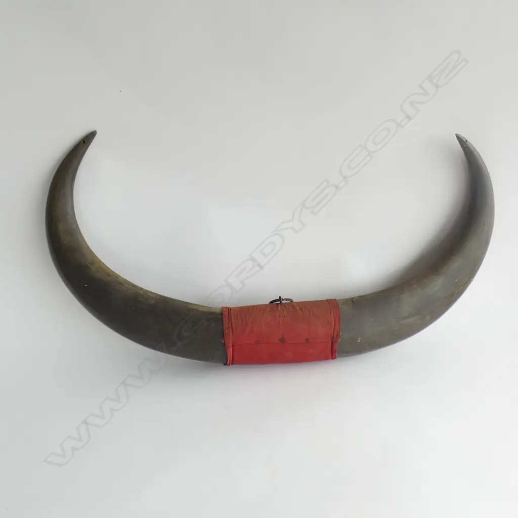 LG PR CARVED WOODEN HORNS L 620MM Image 1++