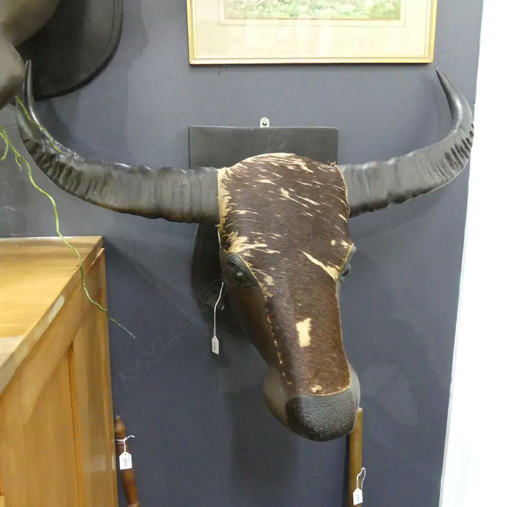 FAUX BULLOCK TROPHY HEAD ON PLAQUE BACK W.890mm Image 1++