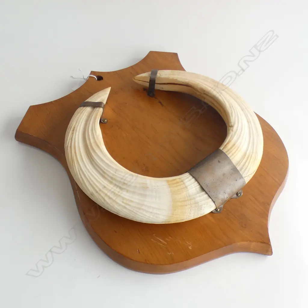 HIPPOPOTAMUS TUSKS MOUNTED ON WOODEN SHIELD 330 X 415MM Image 1++