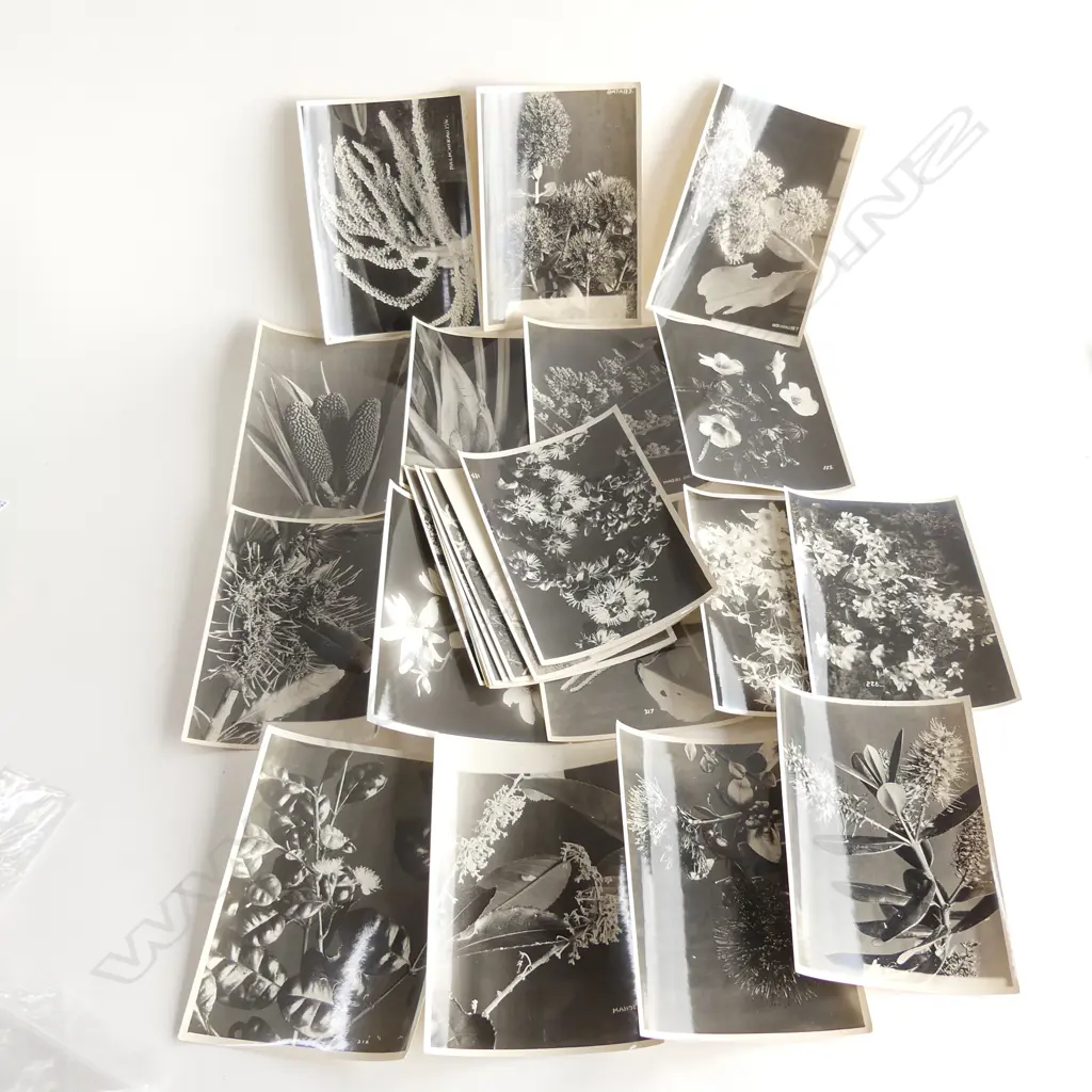 25 VINTAGE NZ BOTANICAL SPECIMAN B&W PHOTOS. NAMED 160x120mm Image 1++
