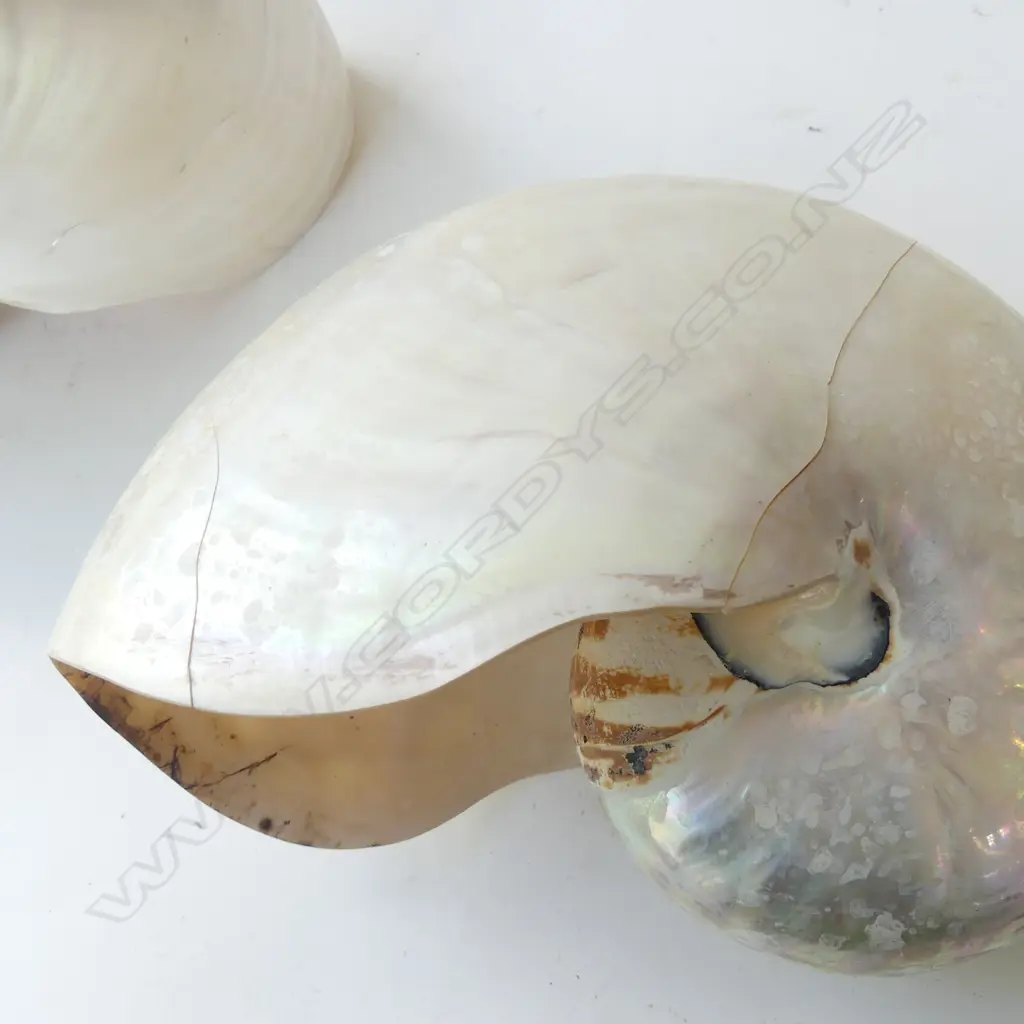 TWO POLISHED PEARL NAUTILUS SHELLS, A/F  L 180MM Image 1++