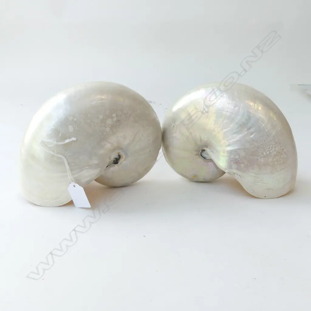 TWO POLISHED PEARL NAUTILUS SHELLS, A/F  L 180MM Image 1++