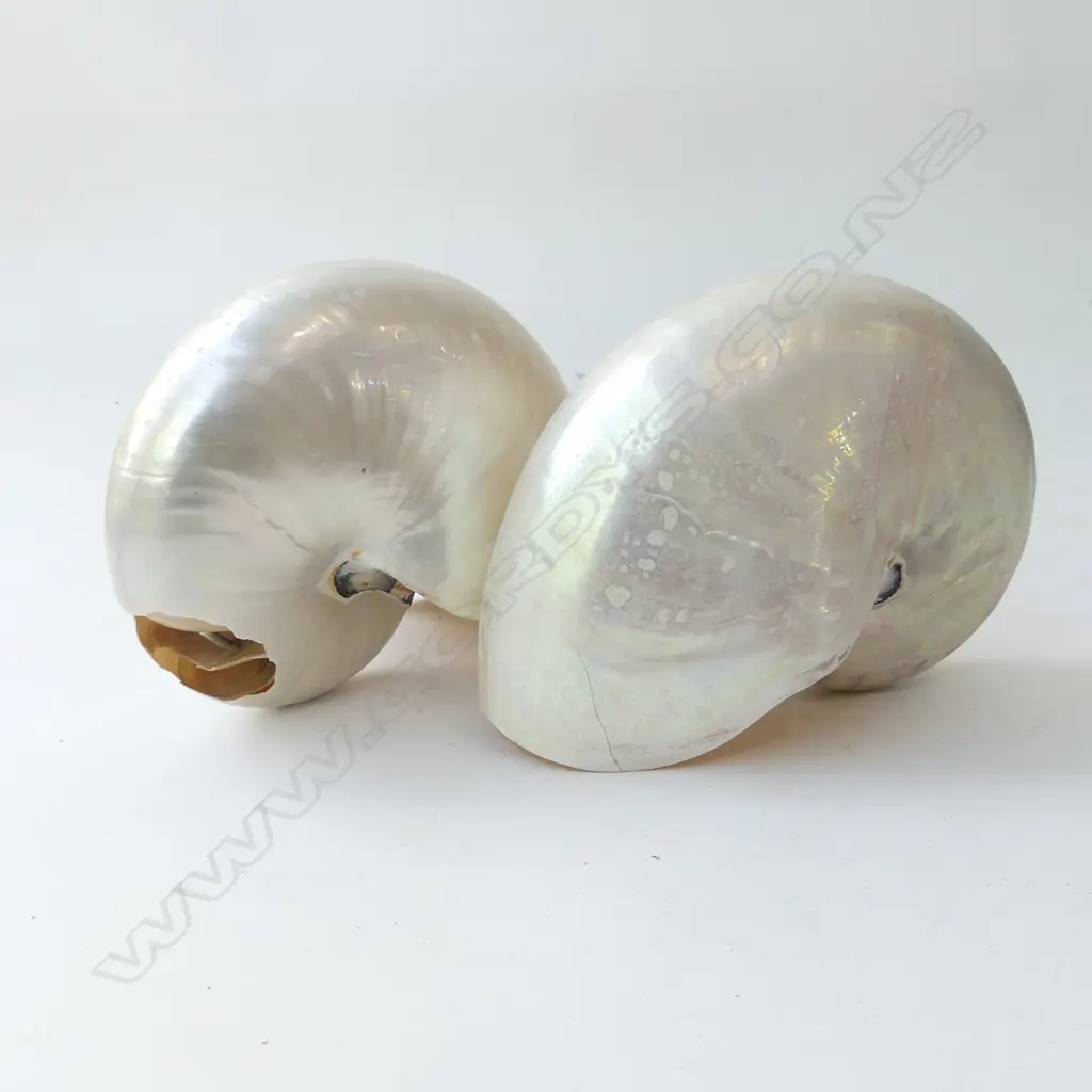 TWO POLISHED PEARL NAUTILUS SHELLS, A/F  L 180MM Image 1++