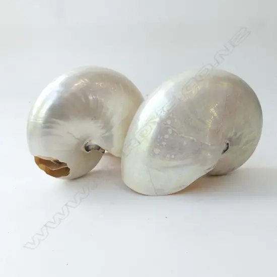 TWO POLISHED PEARL NAUTILUS SHELLS, A/F  L 180MM