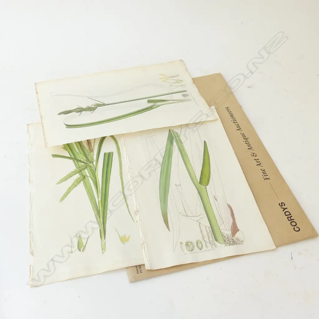 JAMES SOWERBY – LONDON 1796, 3 HAND COLOURED ENGRAVINGS, FLOWERING GRASSES Image 1++