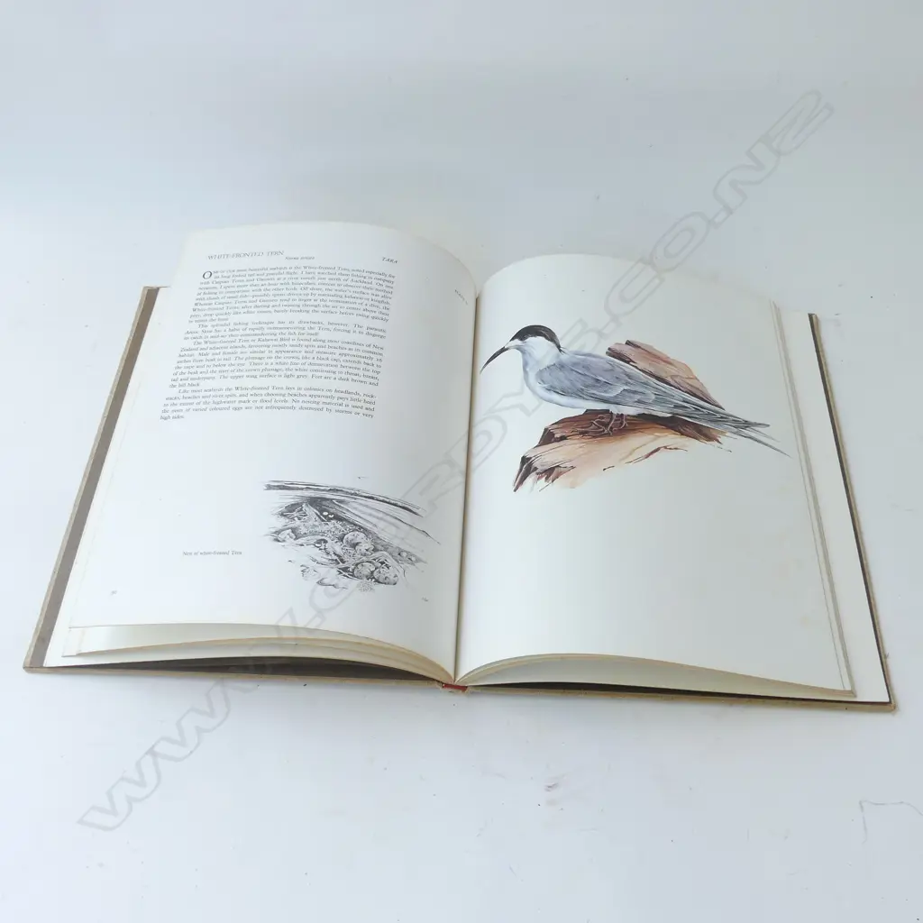 A PORTFOLIO OF NEW ZEALAND BIRDS BY BRUCE HARVEY Image 1++