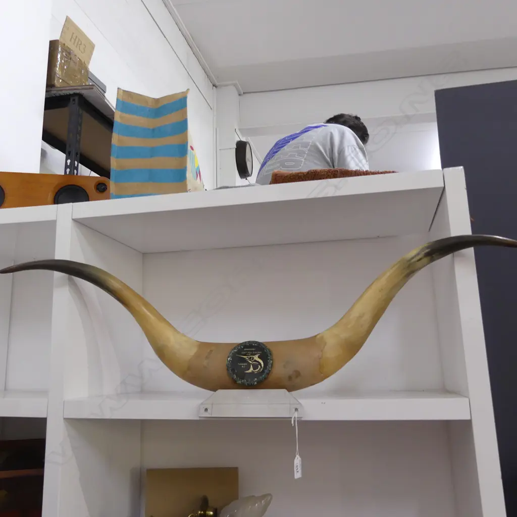 STEER HORN FISHING TROPHY FROM THE WHANGAREI DEEP SEA ANGLERS CLUB W. 950mm Image 1++