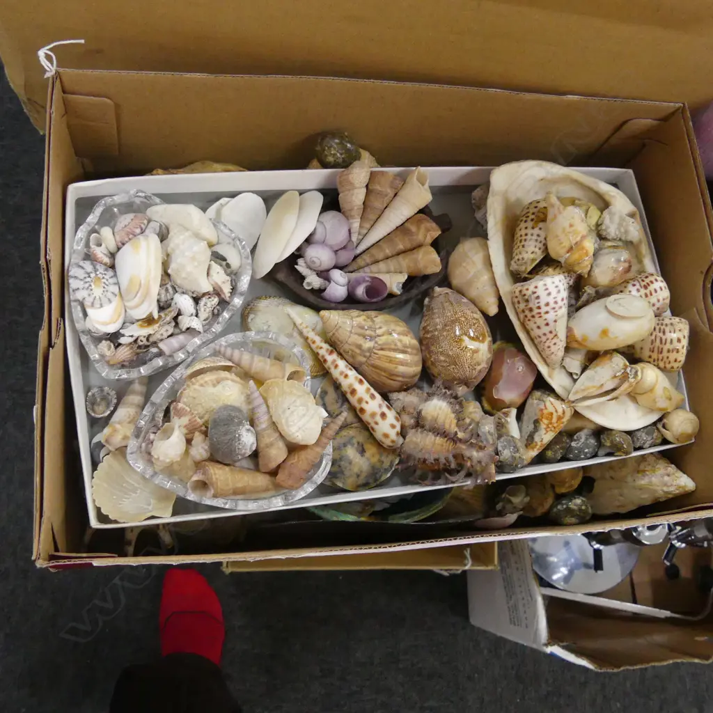 BOX LOT ASST. SHELLS  Image 1++