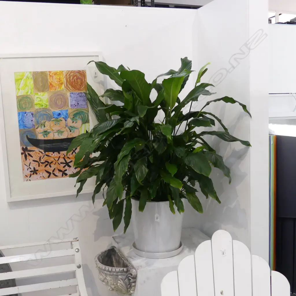 LARGE PEACE LILY IN WHITE CERAMIC POT APPROX H 950MM Image 1++