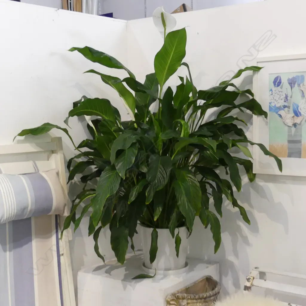 LARGE PEACE LILY IN WHITE CERAMIC POT APPROX H 1200MM Image 1++