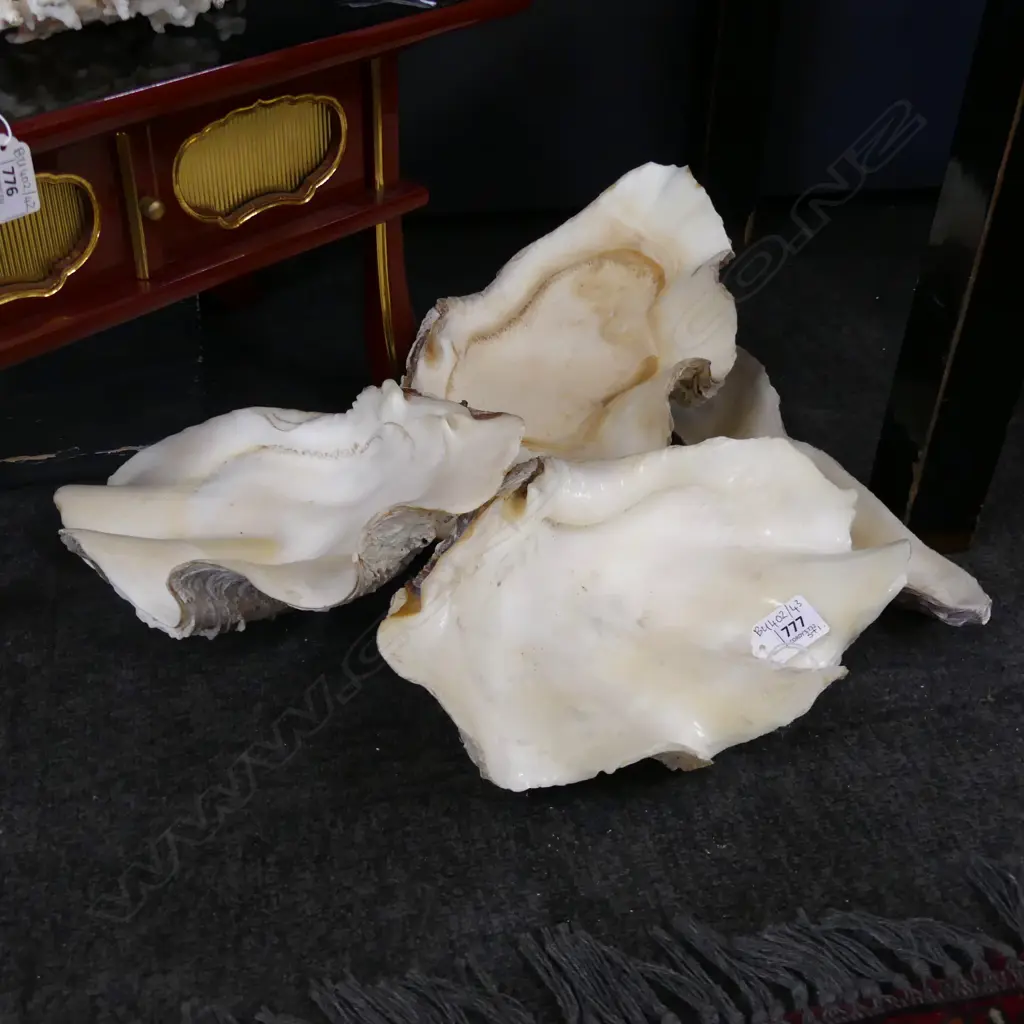 3 CLAM SHELLS + OYSTER SHELL L.280mm Image 1++