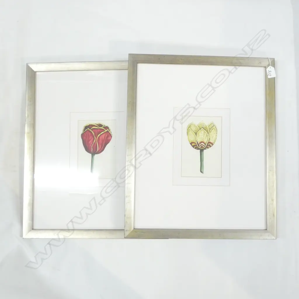PR FRAMED BOTANICAL TULIP PRINTS 185x120mm Image 1++