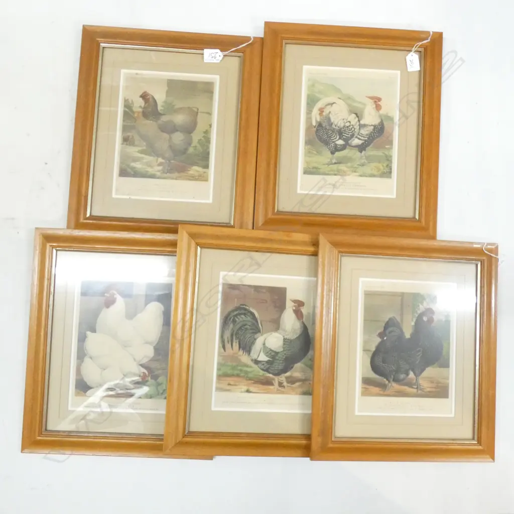 5 ANTIQUE LITHOGRAPHS; ROOSTERS & CHICKENS 240x190mm Image 1++