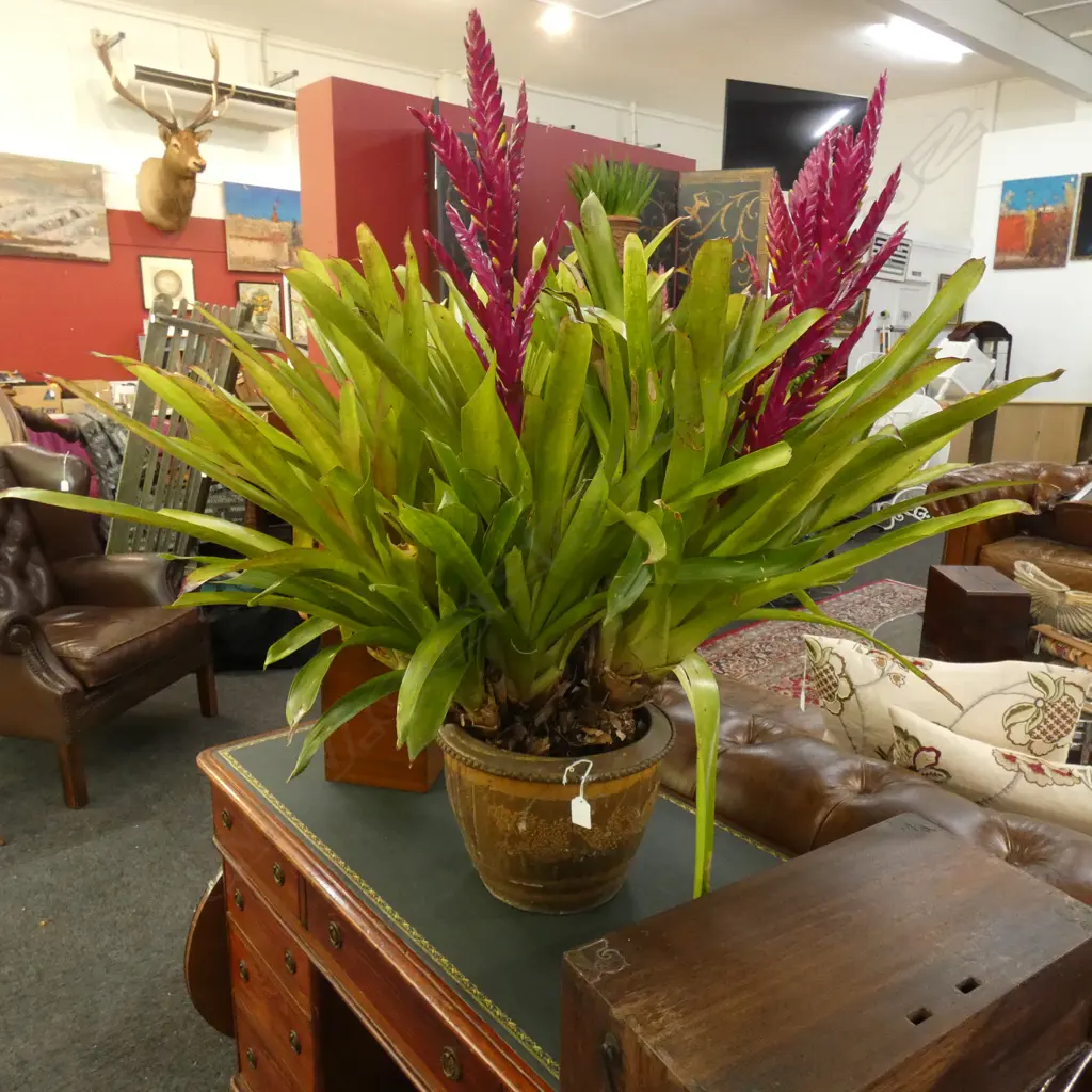 LG BROMELIAD IN TERRACOTTA POT (PLANT APPROX 900 X 1000MM) Image 1++
