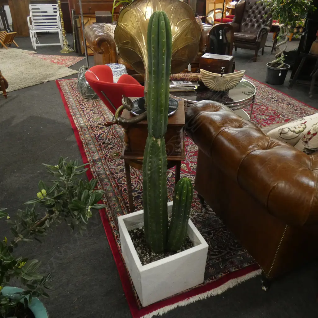 LG SAN PEDRO CACTUS (H 1320MM) IN GRANITE POT Image 1++