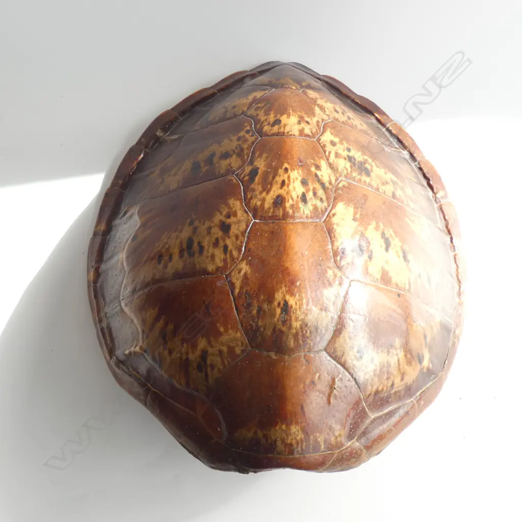 LGE VINTAGE TURTLE SHELL  570 X 465MM Image 1++
