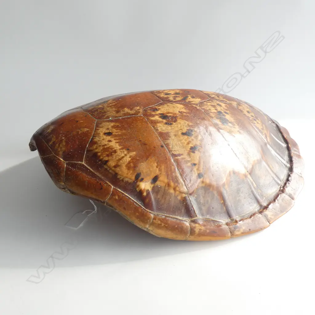 LGE VINTAGE TURTLE SHELL  570 X 465MM Image 1++