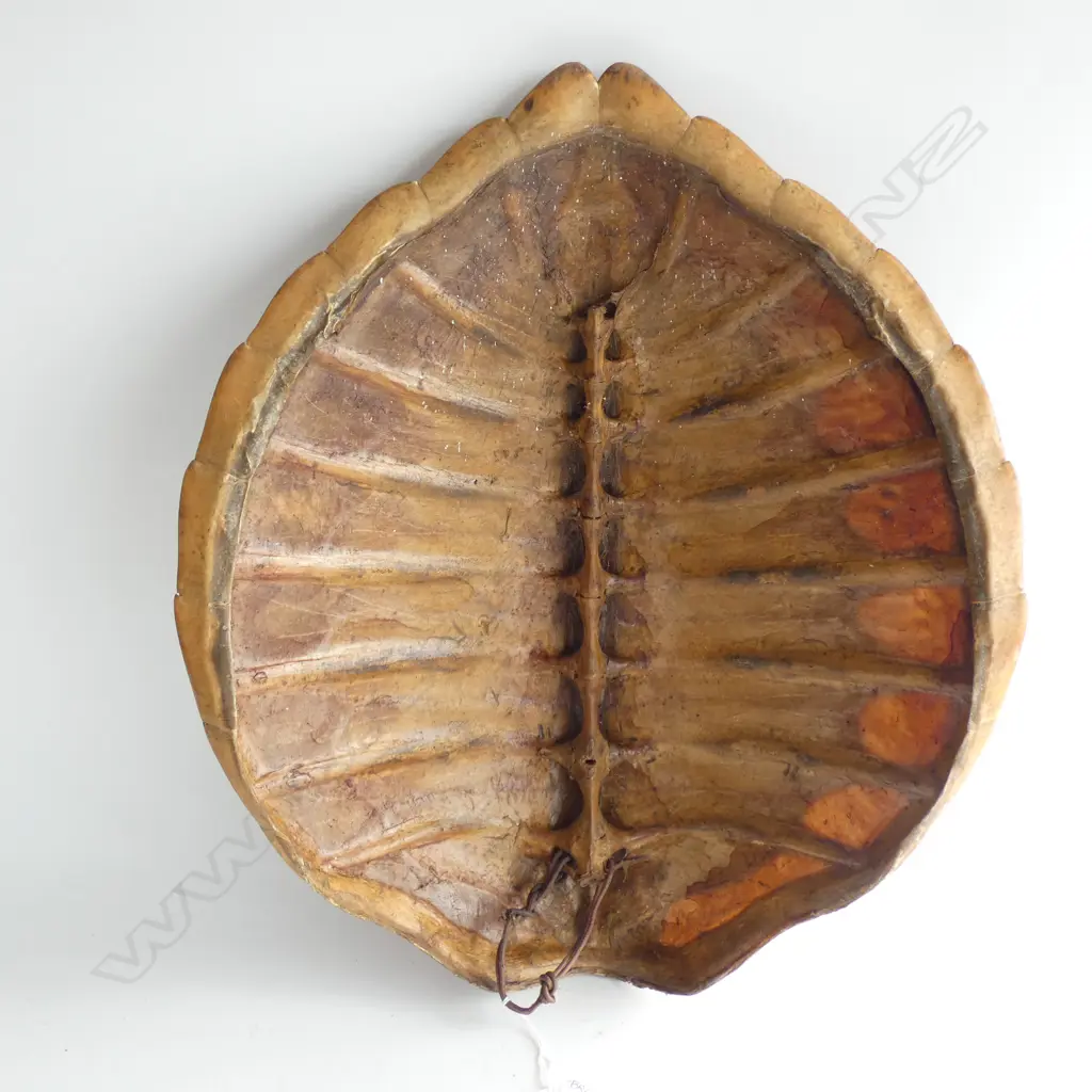 LGE VINTAGE TURTLE SHELL  570 X 465MM Image 1++