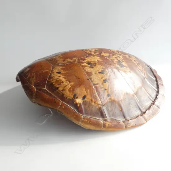LGE VINTAGE TURTLE SHELL  570 X 465MM