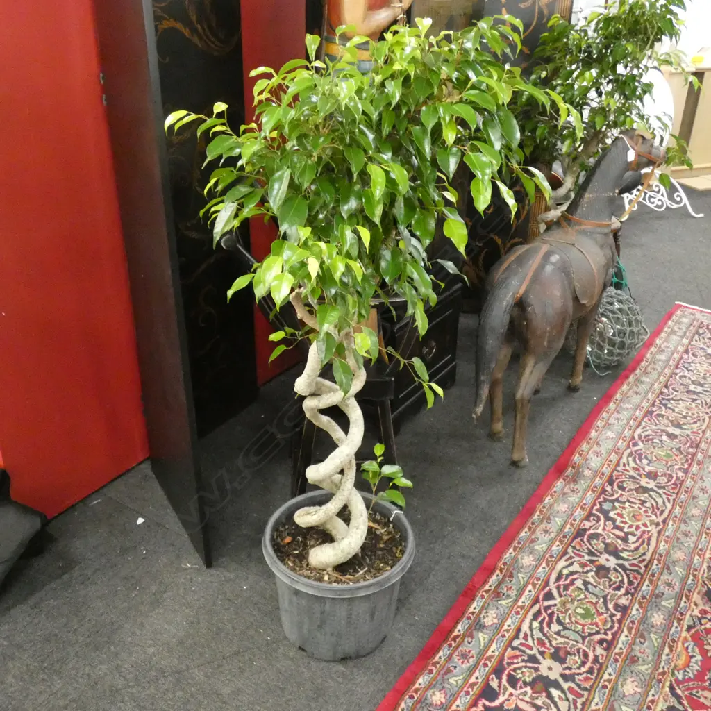 DOUBLE SPIRAL STEM FICUS BENJAMINA PLANT H 1400MM Image 1++