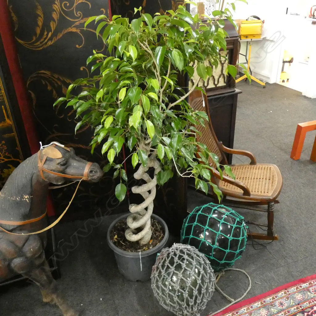DOUBLE SPIRAL STEM FICUS BENJAMINA PLANT H. 1400MM Image 1++