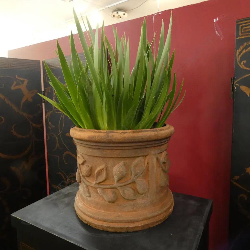 POOR KNIGHTS LILY (XERONEMA CALLISTEMON) IN TERRACOTTA POT (PLAND H540MM).  Image 1++