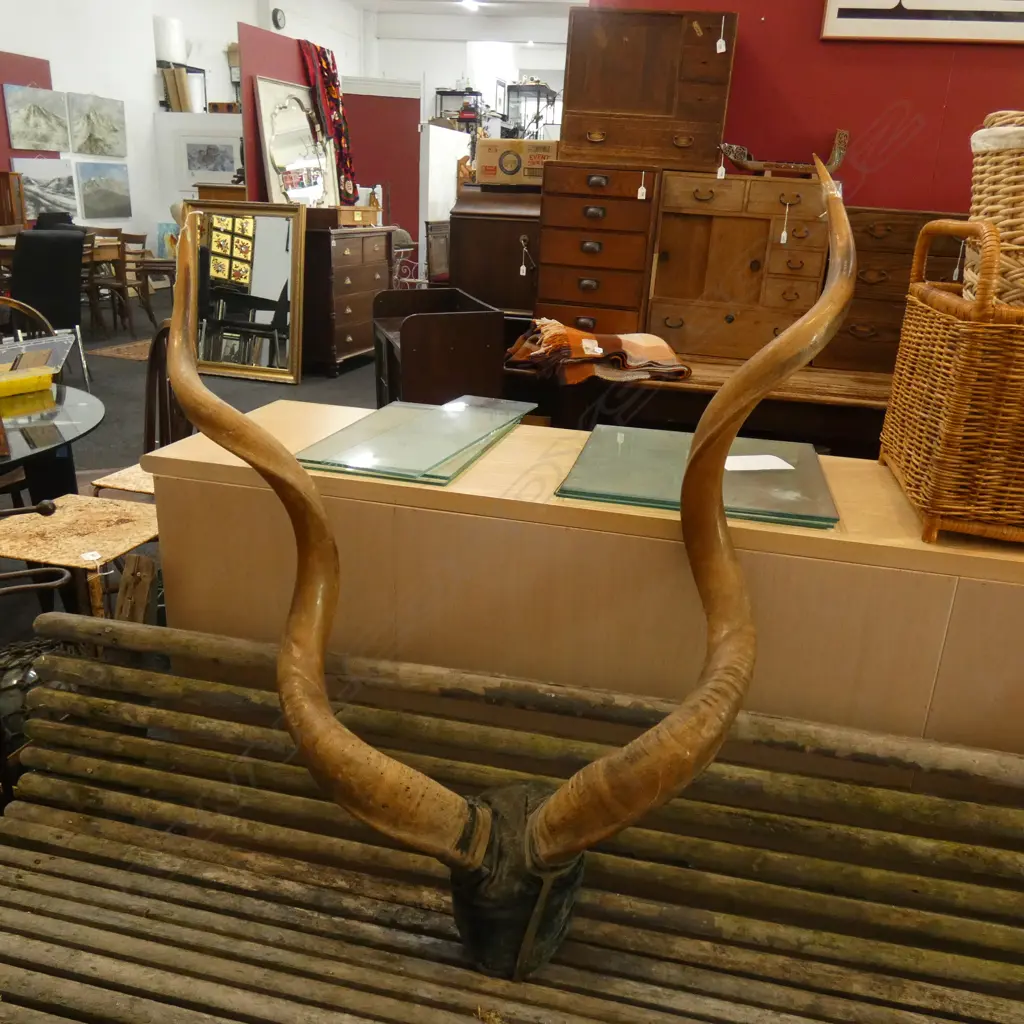 KUDU? ANIMAL MOUNTED HORNS H.1000mm Image 1++