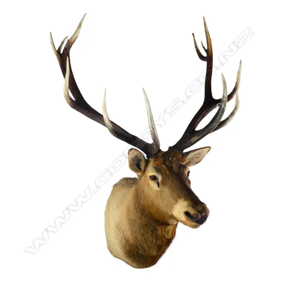 An outstanding large wapiti/elk (Cervus canadensis) trophy head,