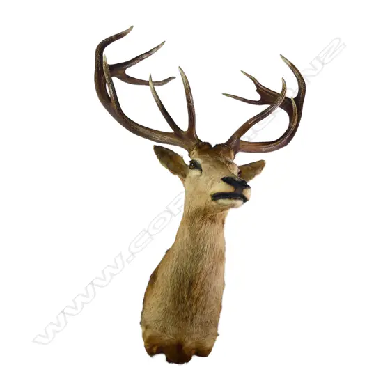 An impressive large red deer stag trophy head,
