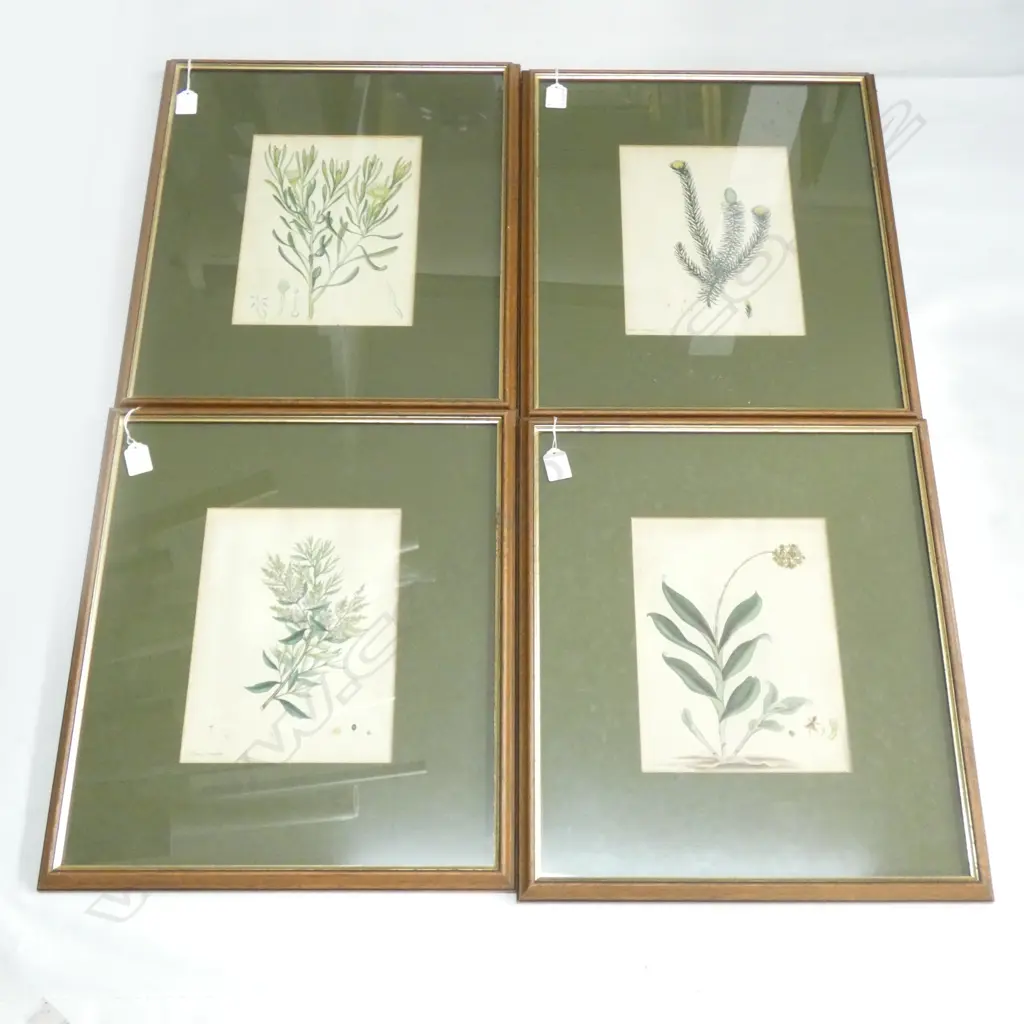 4 BOTANICAL PRINTS; PROTEAS ETC 260x195mm Image 1++