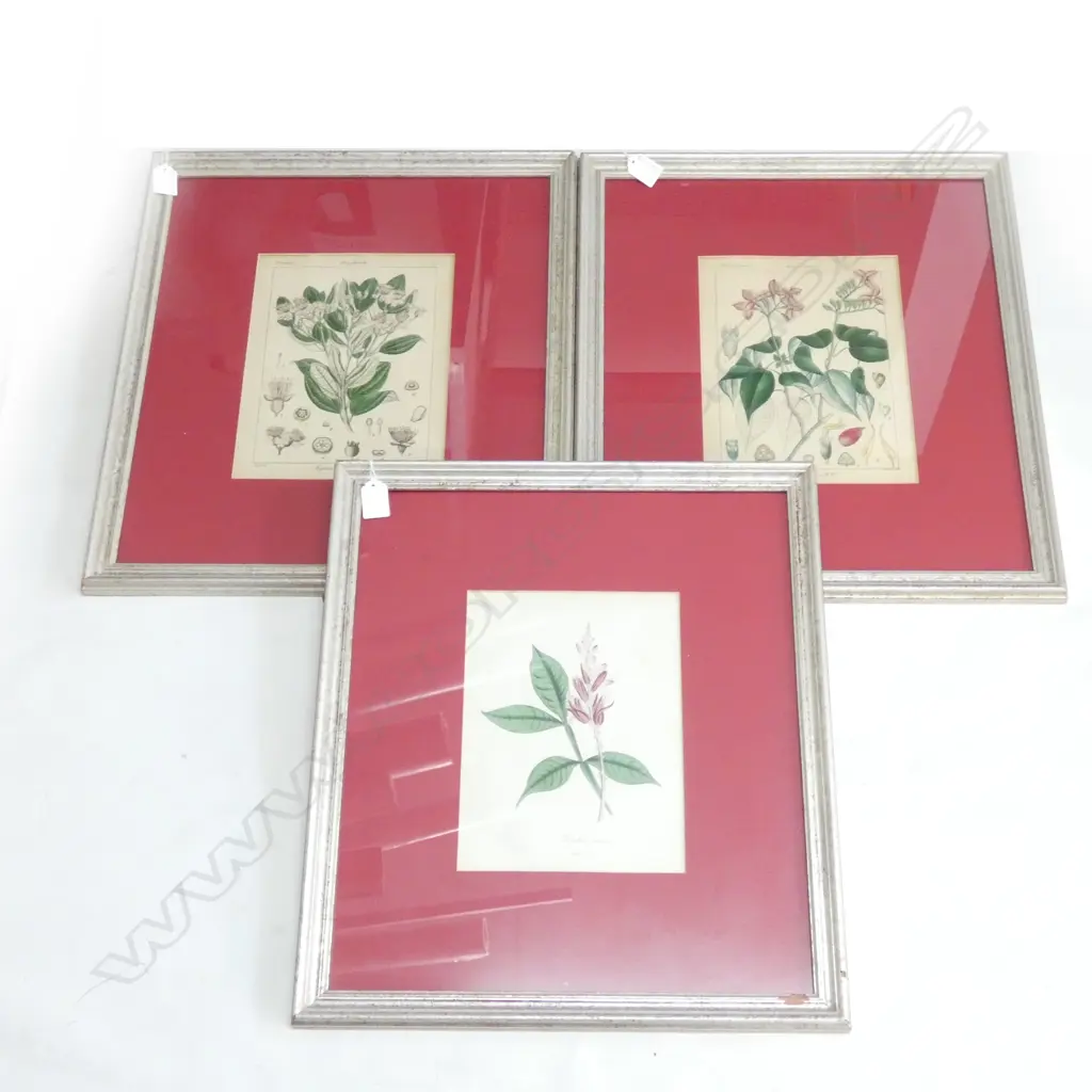 3 BOTANICAL PRINTS 250x185mm Image 1++