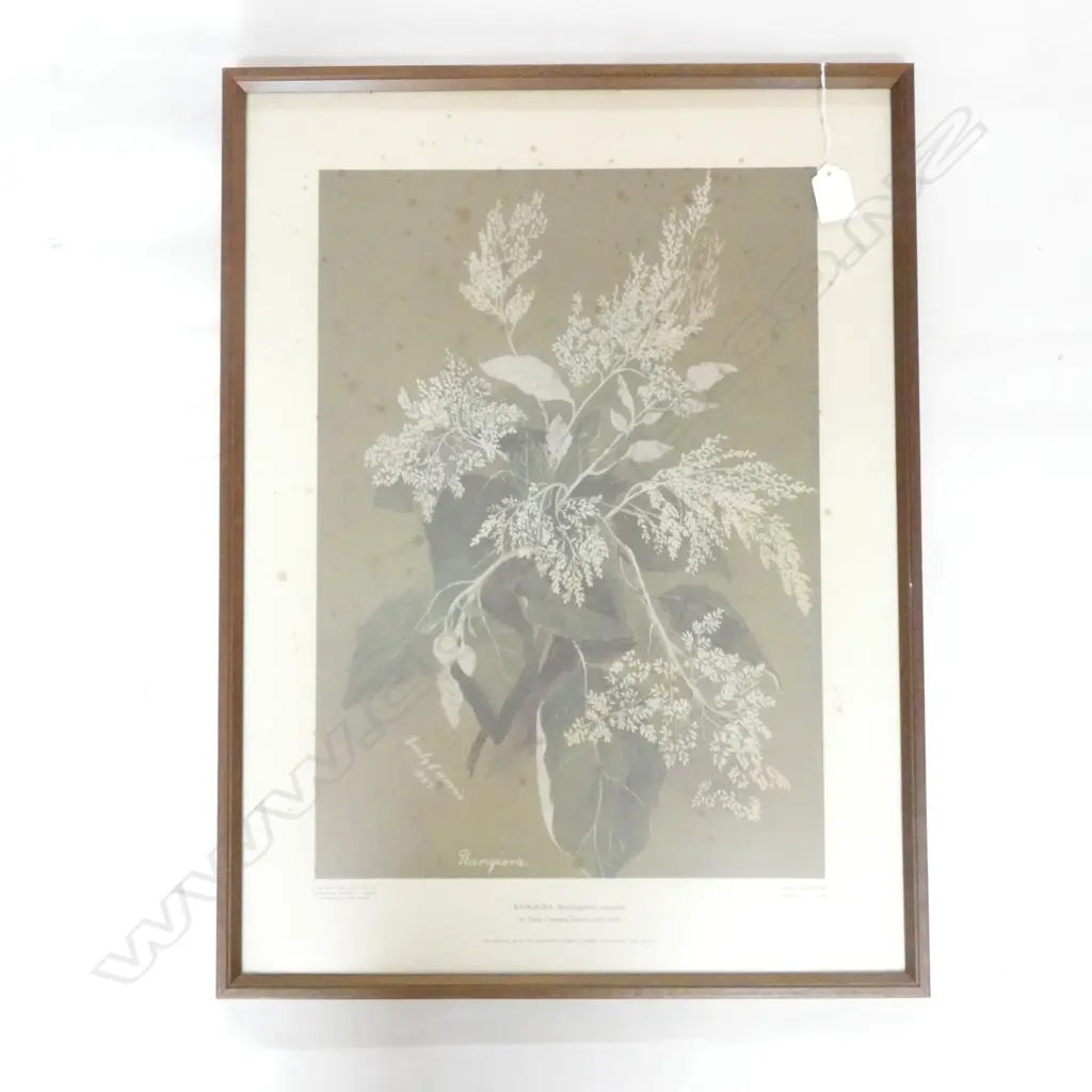 EMILY HARRIS CUMMINGS 'RANGIORA' LTD ED. PRINT 1968 TURNBULL LIBRARY 450 X 320MM - HAS FOXING Image 1++