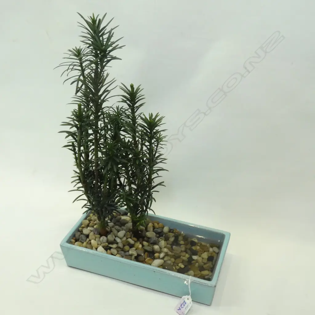 TWIN BONZAI PLANT IN 1 PLANTER H.500mm Image 1++
