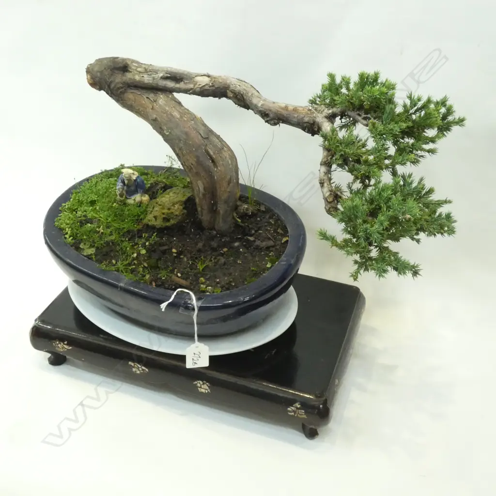 40 YR OLD BONZAI PLANT IN PLANTER TORTURURED TRUNK Image 1++