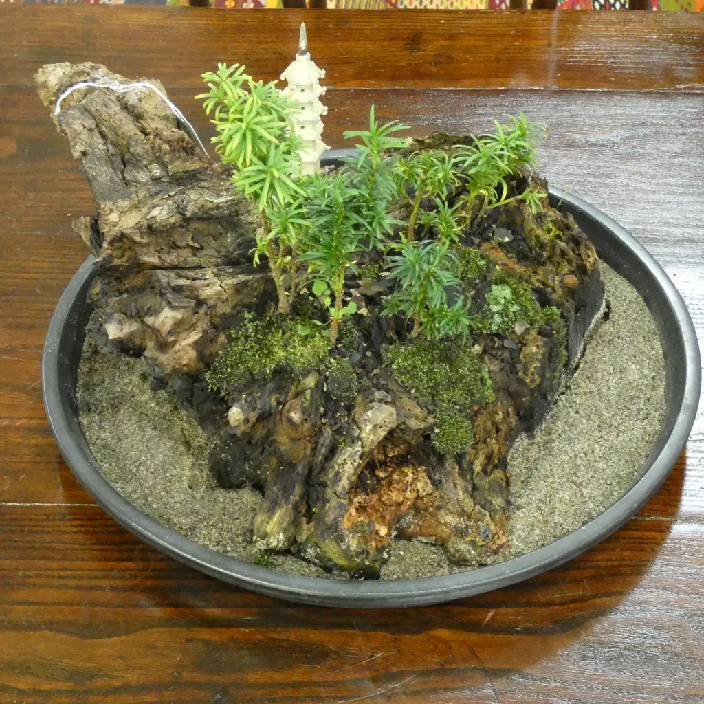 MULTI SMALL BONZAI PLANTS IN PLANTER Image 1++