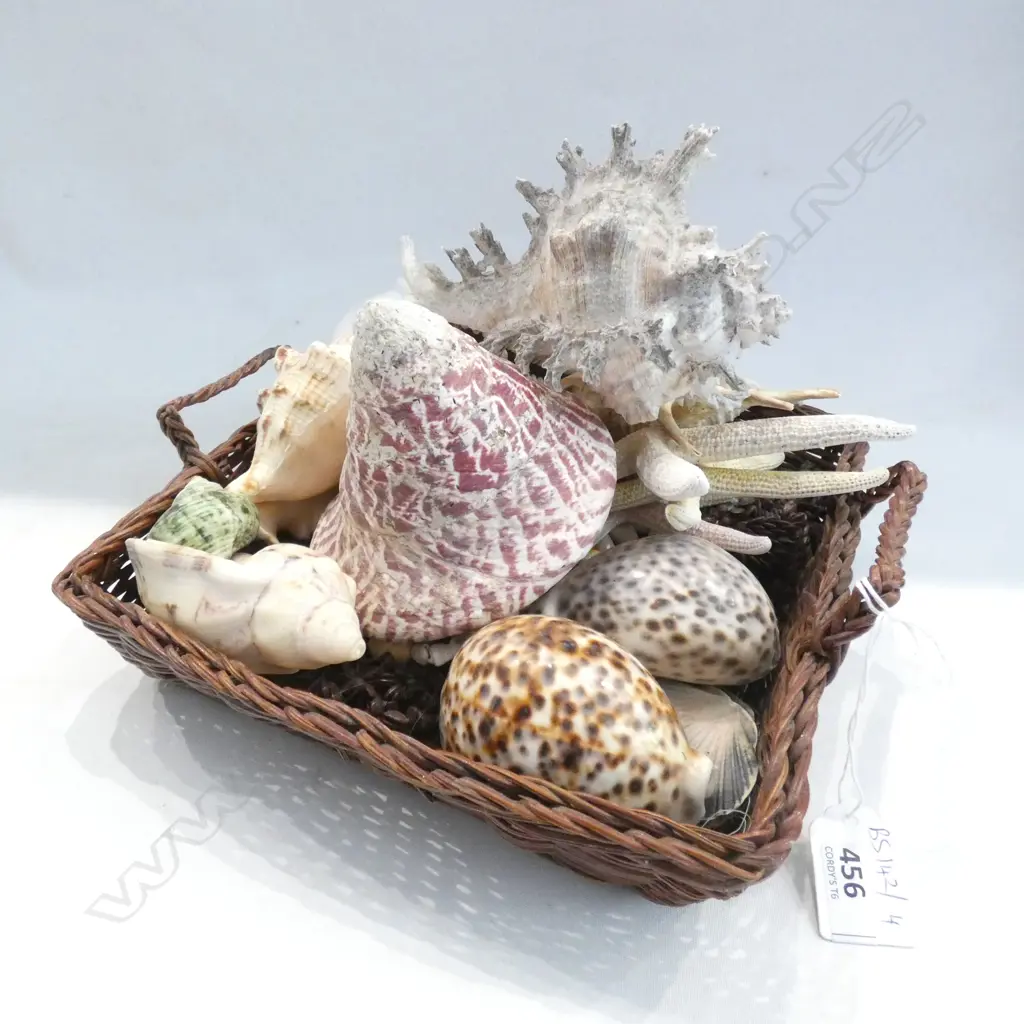 TRAY ASST. SHELLS ETC Image 1++