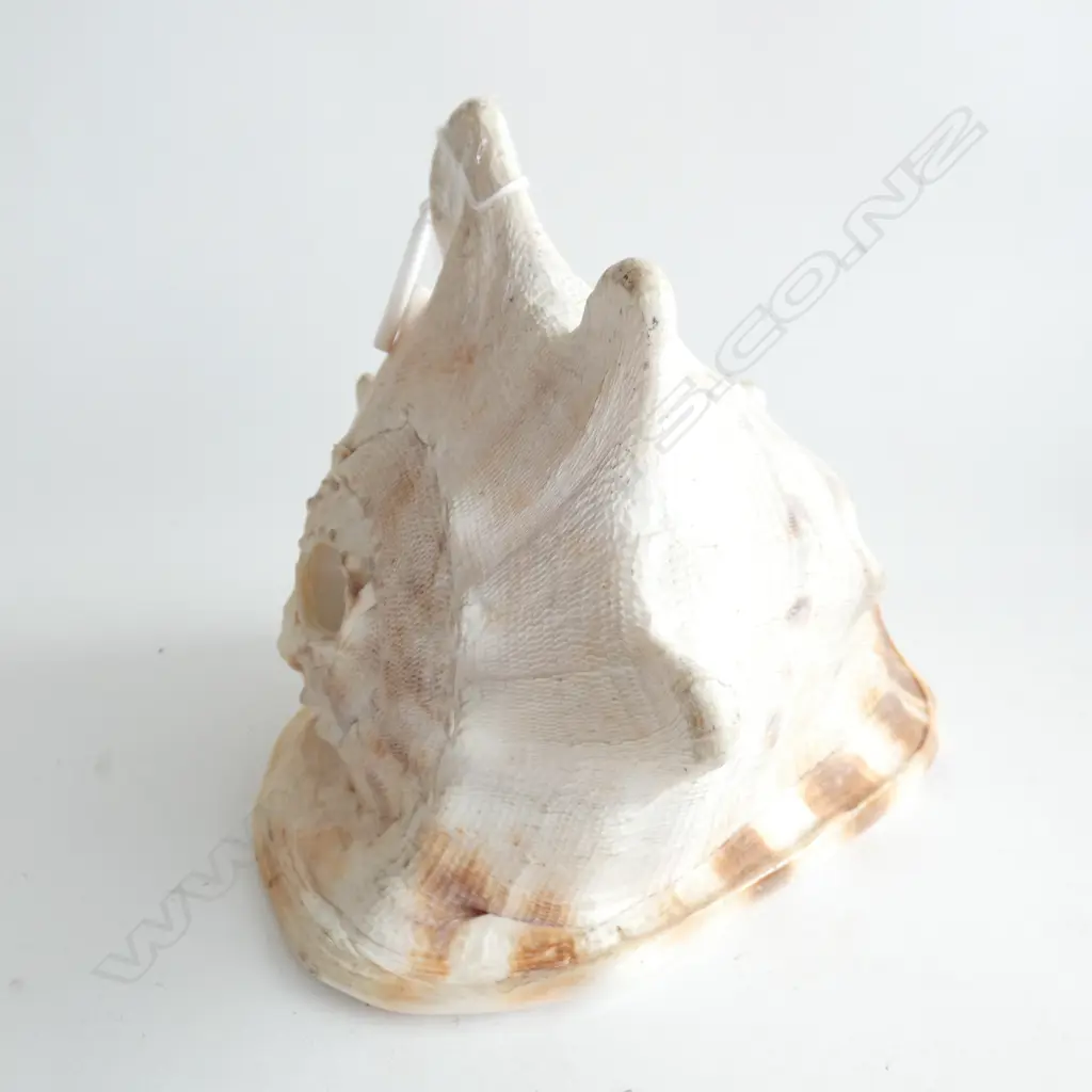 CONCH SHELL W.195mm Image 1++