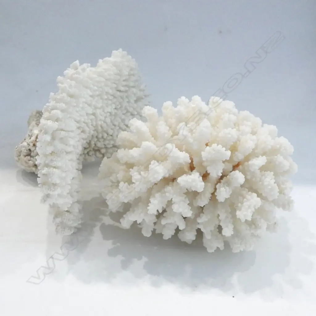 2 PCES WHITE CORAL W.190mm Image 1++