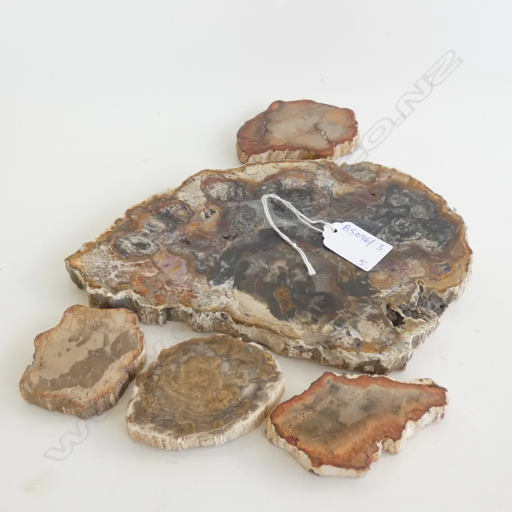 5 PCES FOSSILISED WOOD W.210mm Image 1++