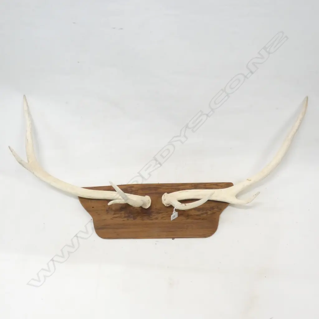 MOUNTED DEER STAG HORNS W.880mm Image 1++