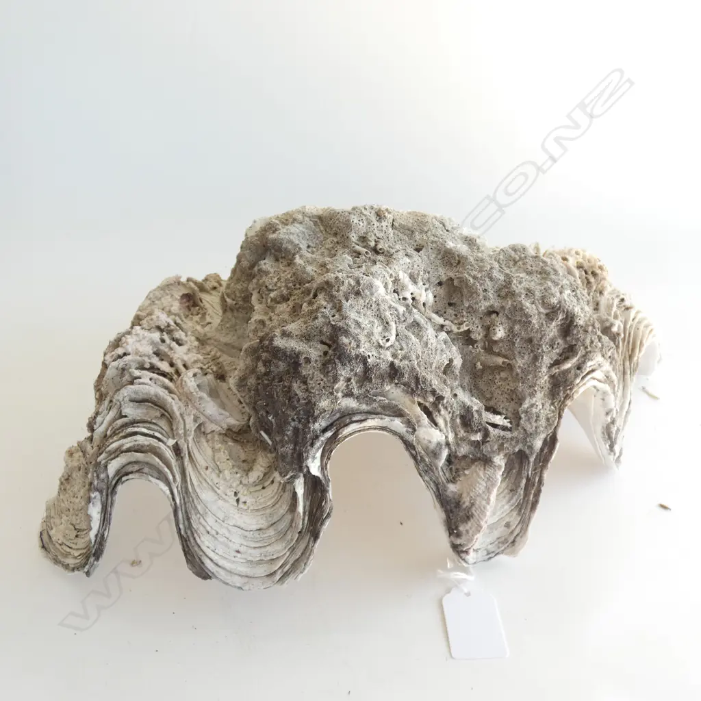 LARGE SHELL W.380mm Image 1++