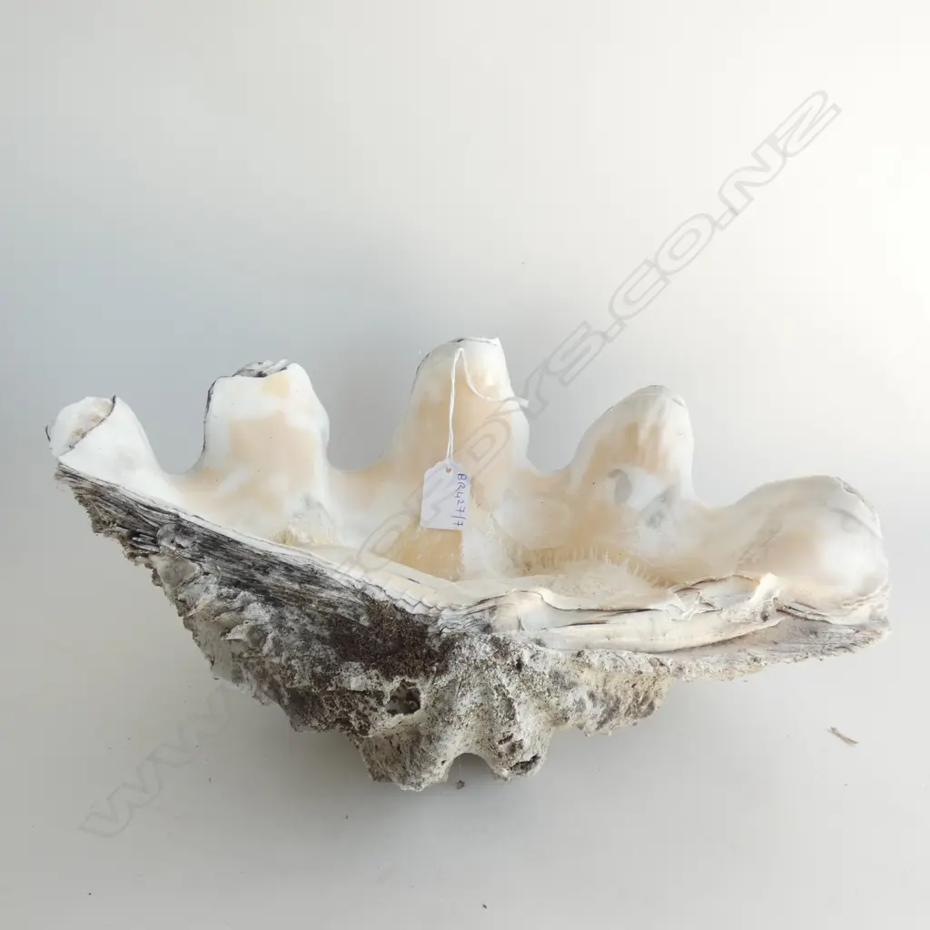LARGE SHELL W.380mm Image 1++