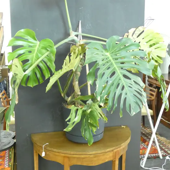 LARGE MONTESERA PLANT 