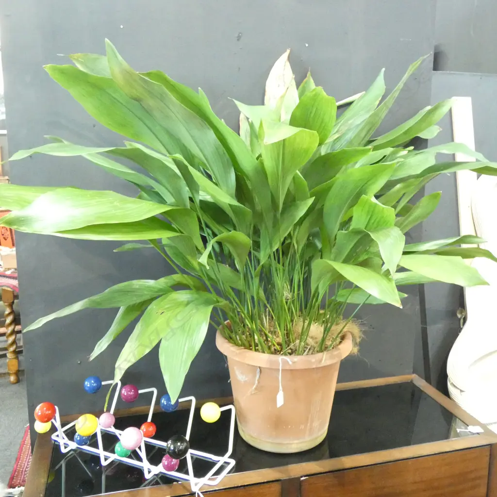 ASPADASTRA PLANT Image 1++