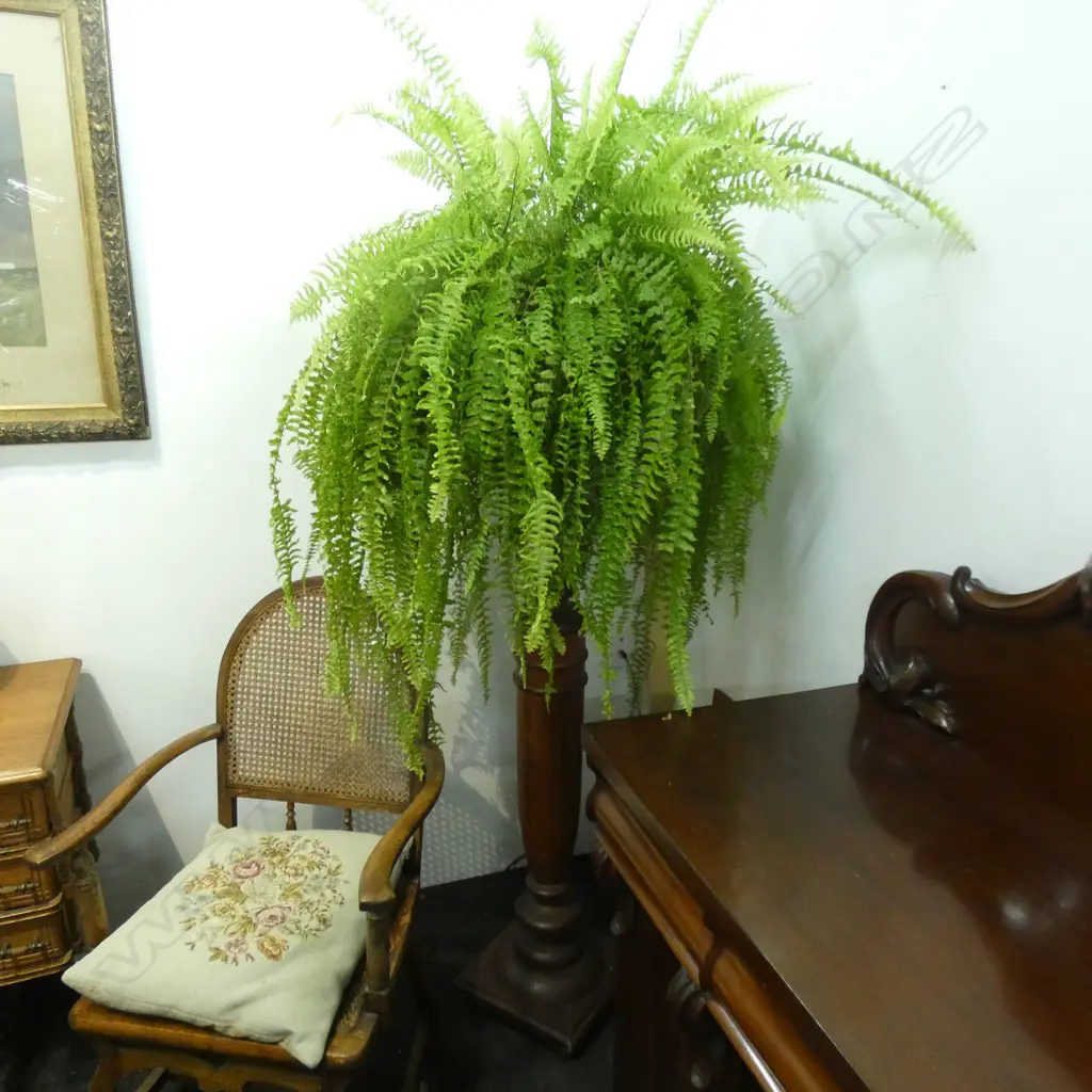 BOSTON FERN ON  TURNED WOODEN STAND H.1800mm Image 1++