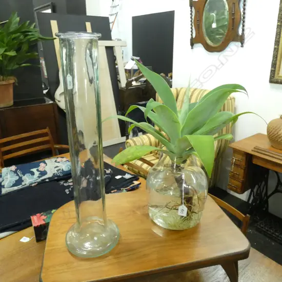 AGAVE PLANT IN GLASS JAR + TALL GLASS JAR H.570mm