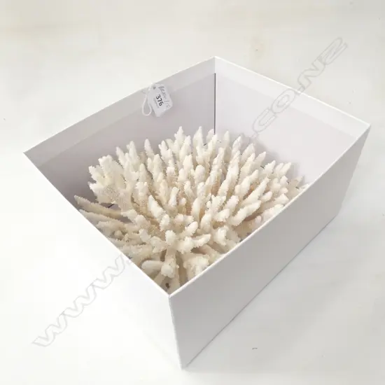 LG PC WHITE CORAL DIA 230MM