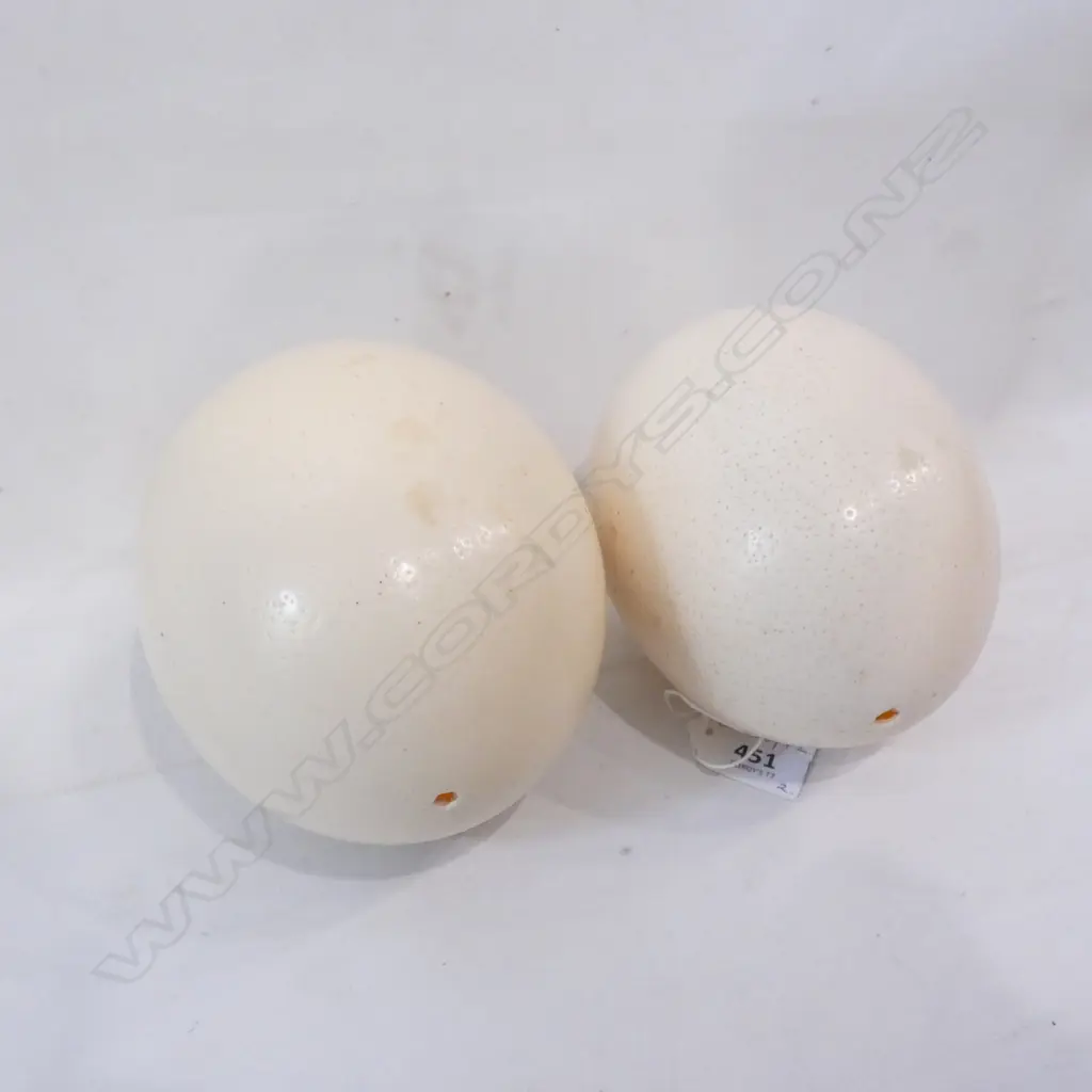 2 OSTRICH EGGS L.150mm Image 1++