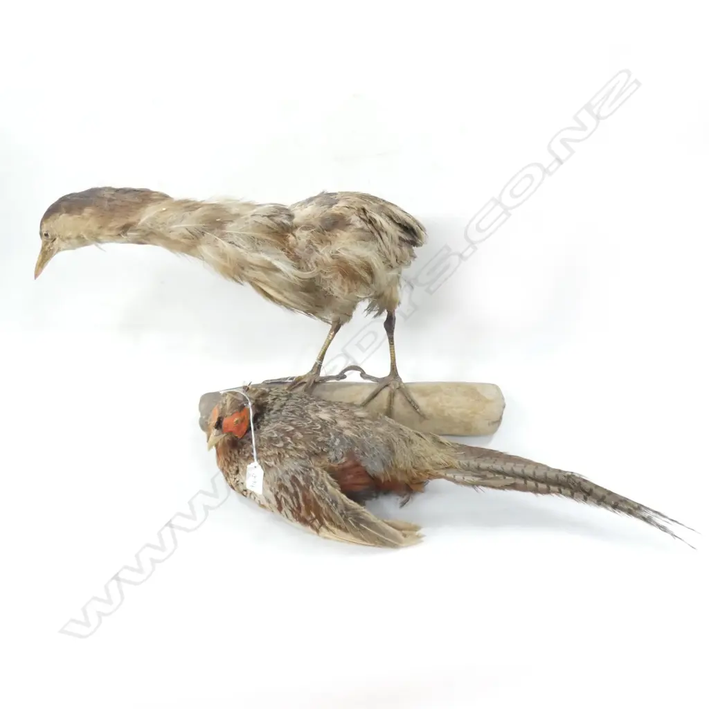 TAXIDERMY BROWN BIRD ON LOG (L590MM) & PHEASANT (L 570MM) - SOME AGING Image 1++