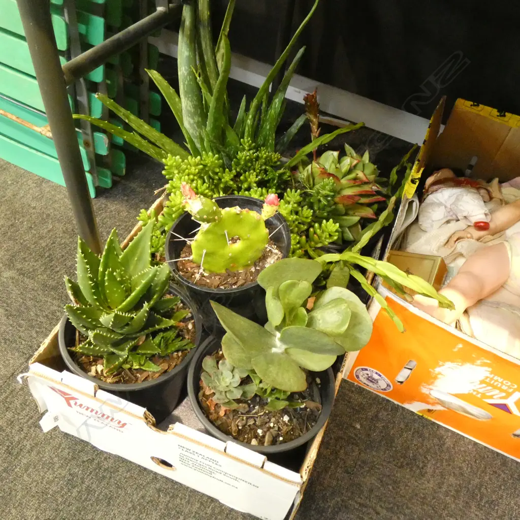 BOX LOT ASST. SUCCULENTS  Image 1++
